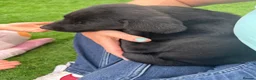 Labrador Retriever dogs for sale: Beautiful lab puppy’s ready to go - Advert 14