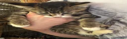 Mixed Breed cats for sale: Lovely kittens for sale  - Advert 2
