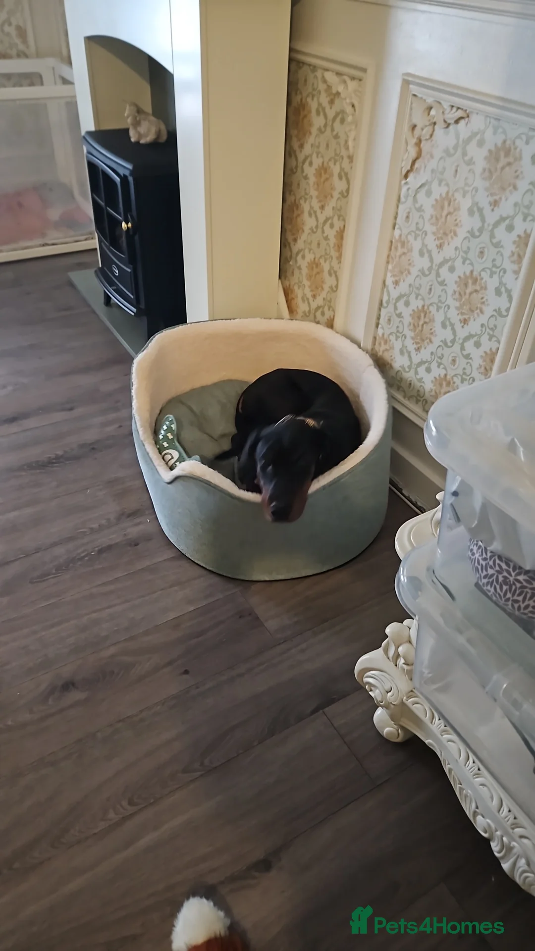 Dobermann dogs for sale: Doberman pup - Advert 2