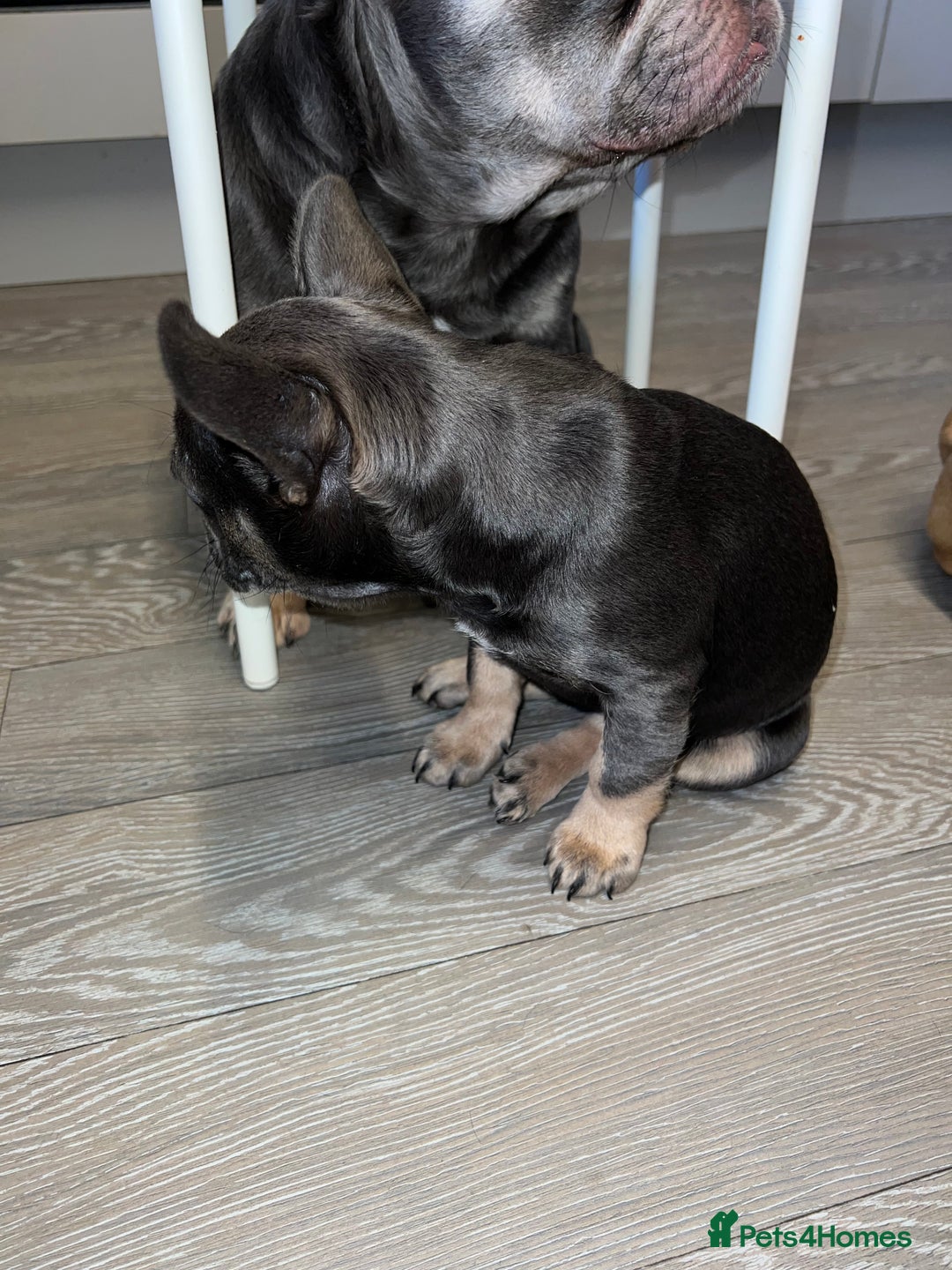 French Bulldog dogs for sale: Adorable Purebred Female French Bulldogs Ready! - Advert 9
