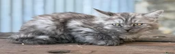 Maine Coon cats for sale: Stunning Maine coon x kitten  - Advert 13