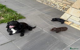 Cocker Spaniel dogs for sale: Gorgeous Cocker Spaniel Litter - Image 5