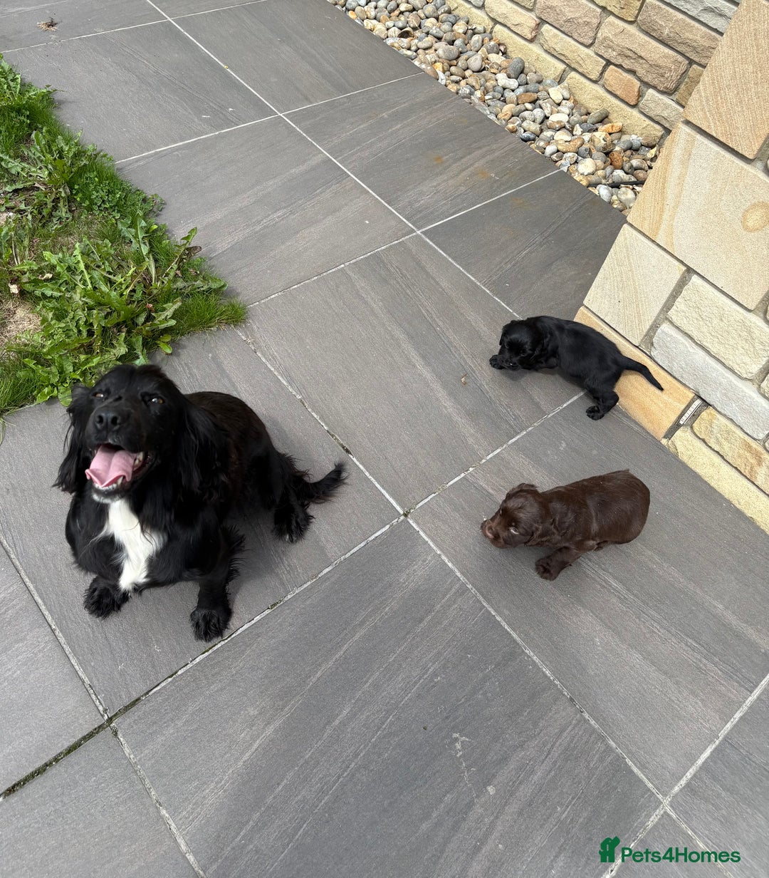Cocker Spaniel dogs for sale: Gorgeous Cocker Spaniel Litter - Image 5