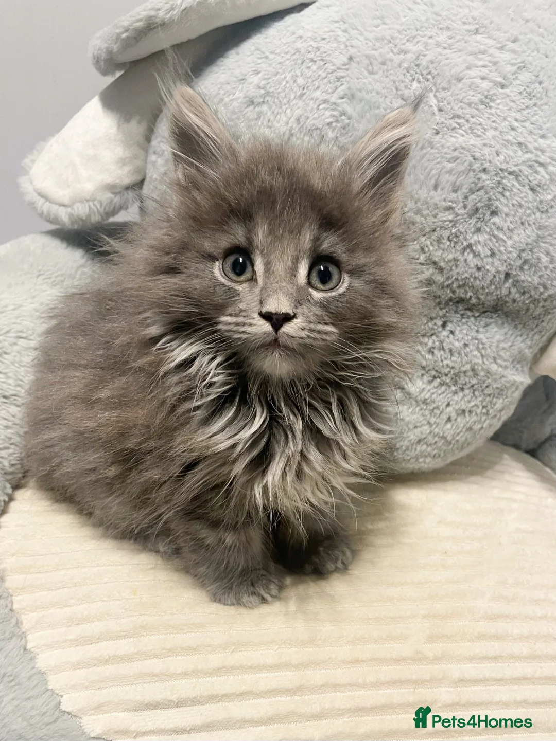 Maine Coon cats for sale: Giant Russian Mainecoons Kittens - Advert 30