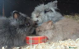 Lionhead rabbits for sale: 8 wk old Lionhead babies  in Barnsley - Image 10