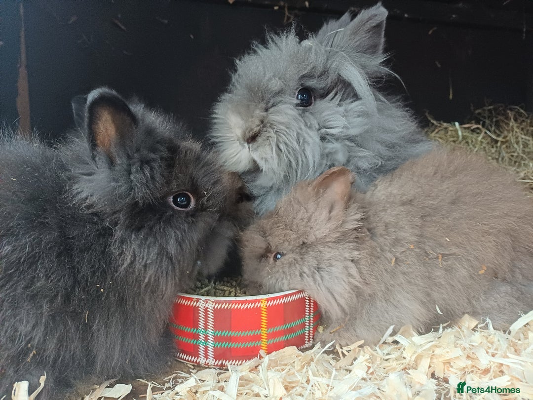Lionhead rabbits for sale: 8 wk old Lionhead babies  in Barnsley - Image 10