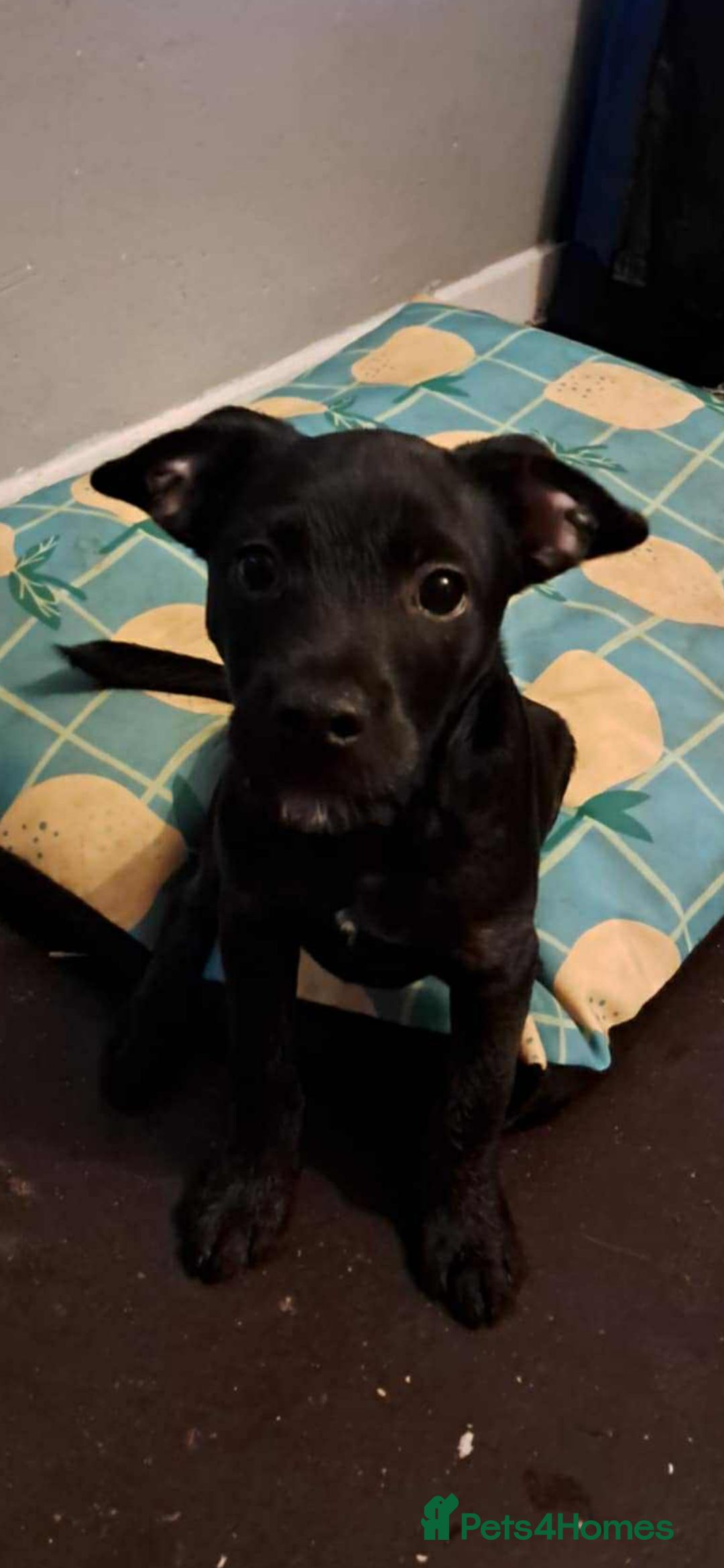 Mixed Breed dogs for sale: French bulldog/poodle  - Image 1