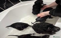 Cockapoo dogs for sale: Stunning F1B Show Cockapoo LAST TO RESERVE - Image 6