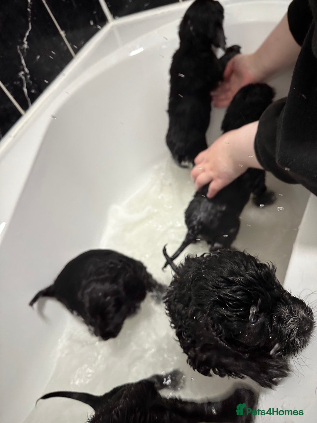 Cockapoo dogs for sale: Stunning F1B Show Cockapoo LAST TO RESERVE - Image 6