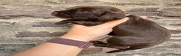 Cocker Spaniel dogs for sale: KC reg Show-type Chocolate & Choc Sable puppies in Brecon - Advert 25