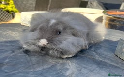 Mini Lop rabbits for sale: Mini lops , LionHead. READY NOW! 13th  - Image 8