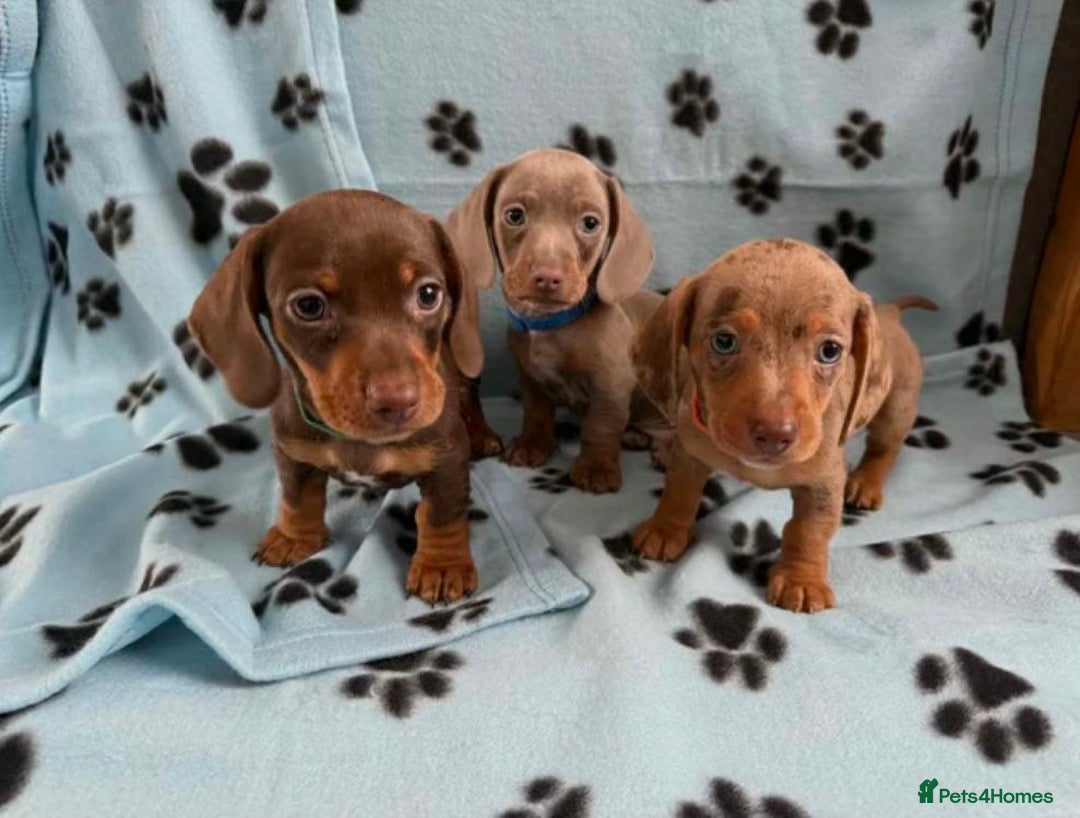 Miniature Dachshund dogs for sale: STUNNING MINIATURE DACHSHUND PUPPIES - Image 1