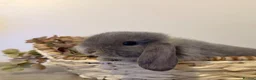 Lionhead rabbits for sale: Minilop babies - Lilacs £110 white £80 - Advert 9