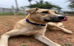 Mixed Breed dogs for sale: Magical Indie Street Dog Coming UK Seeks New Home - Image 6