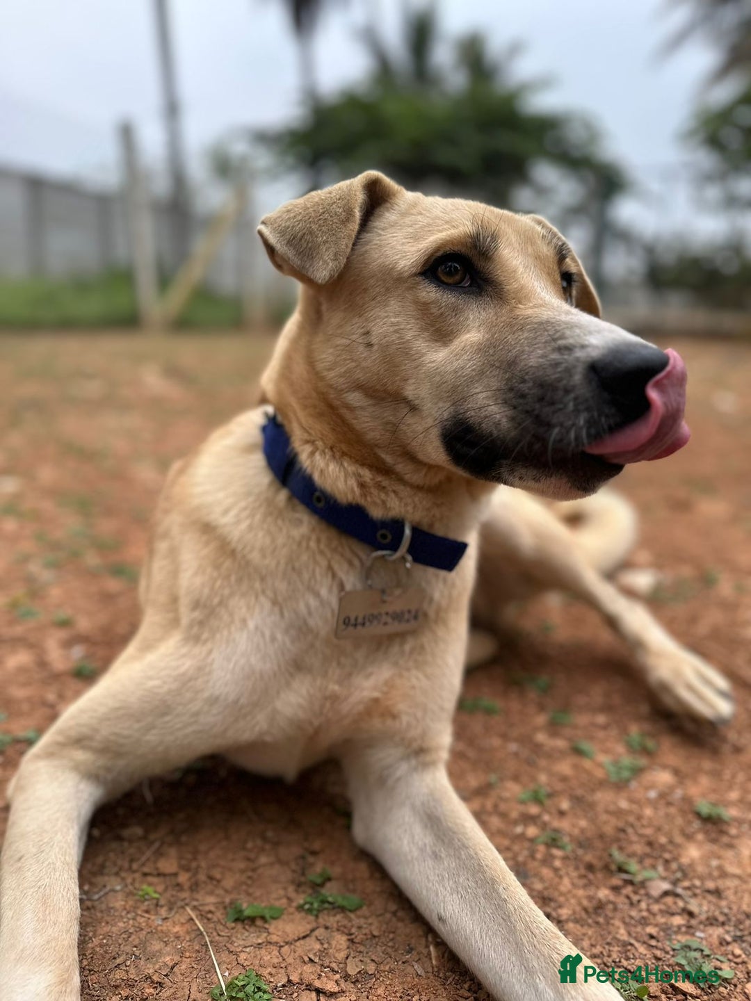 Mixed Breed dogs for sale: Magical Indie Street Dog Coming UK Seeks New Home - Image 6