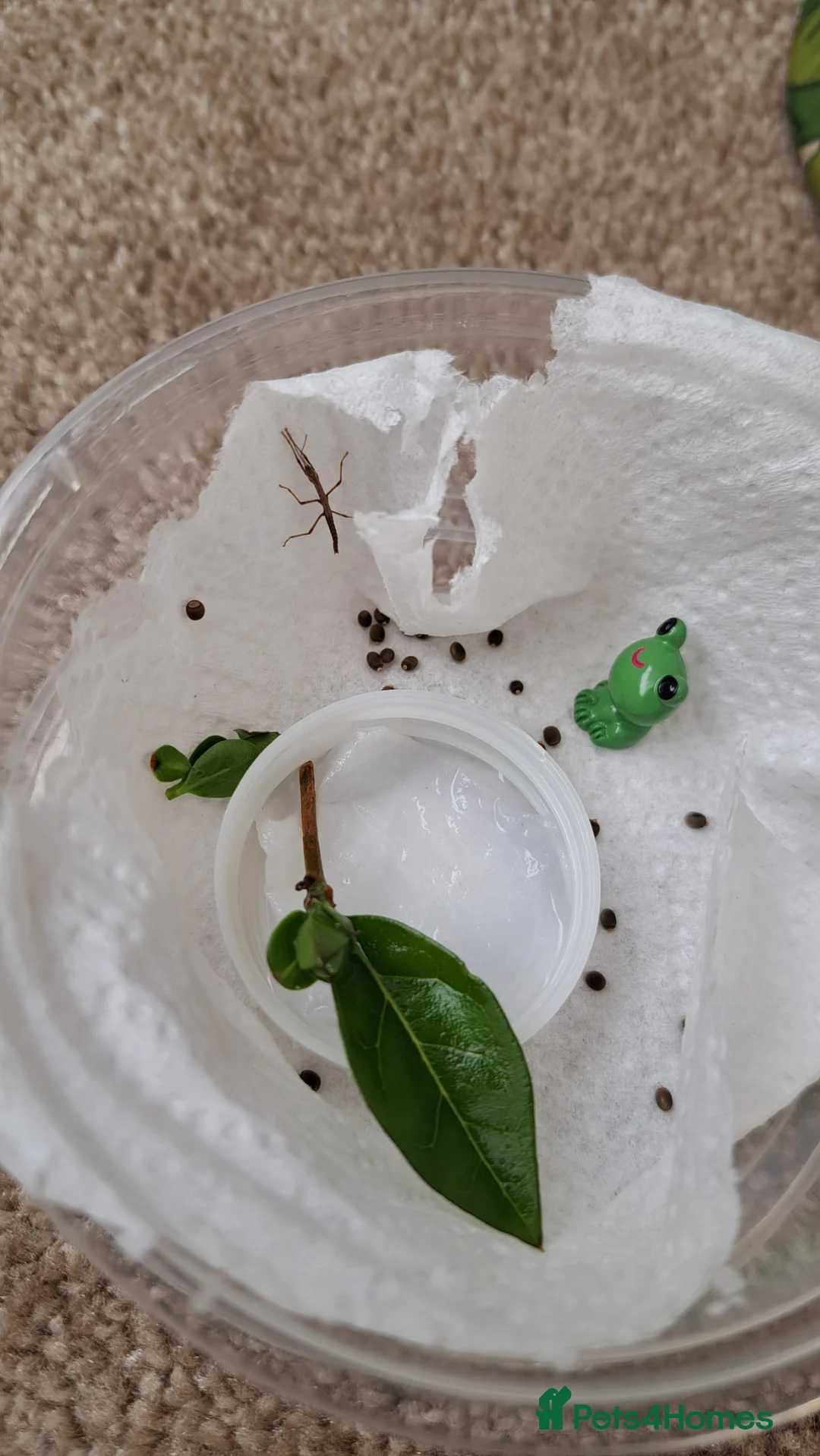 Stick Insects invertebrates for sale: Stick insects in March - Advert 3