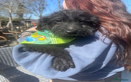 Labradoodle dogs for sale: F1 labradoodles  - Image 1