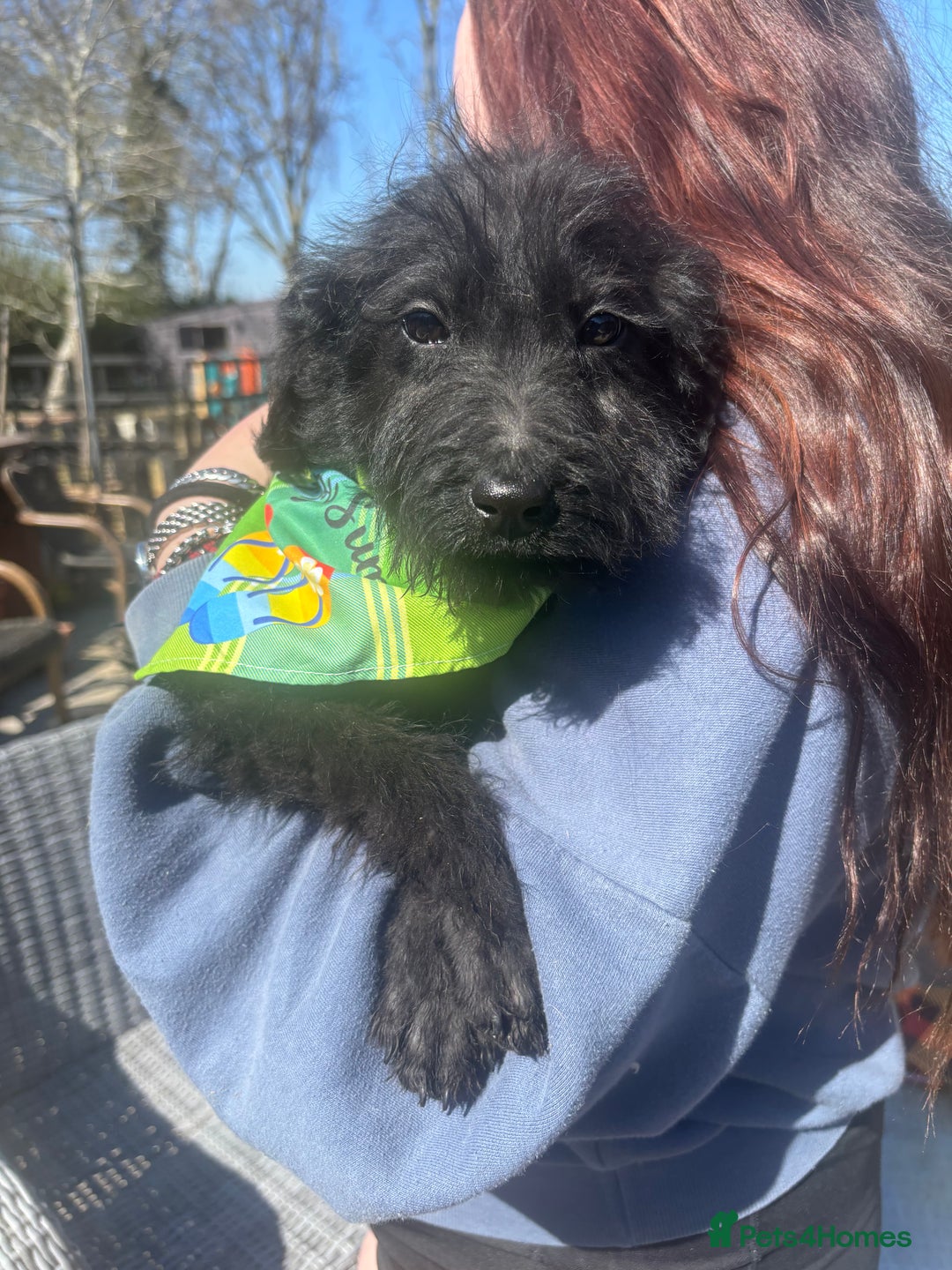 Labradoodle dogs for sale: F1 labradoodles  - Image 1