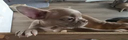 Frug dogs for sale:  Stunning Frug puppies  - Advert 6