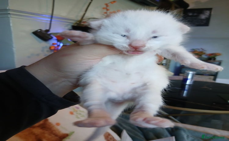 Turkish Angora cats - Advert 1