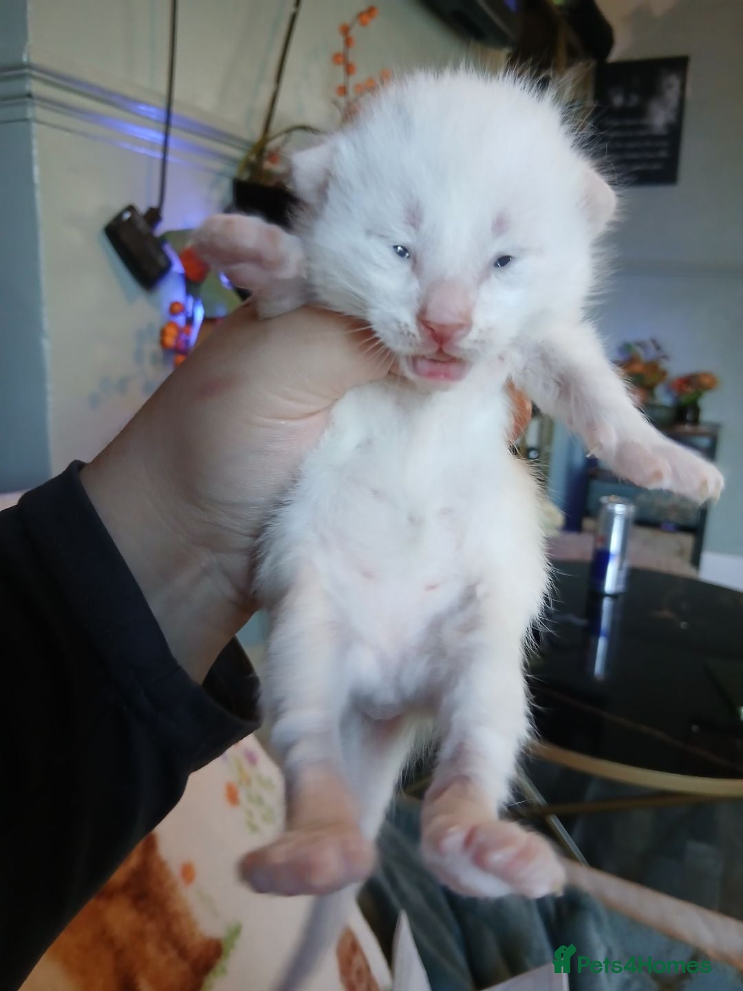 Turkish Angora cats for sale: Fluffy male kitten - Image 1