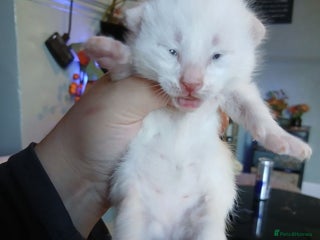 Turkish Angora cats - Advert 1
