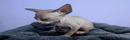 Sphynx cats for sale: ***TICA ACTIVE*** - PURE BREAD SPHYNX - AVAILABLE - Advert 24