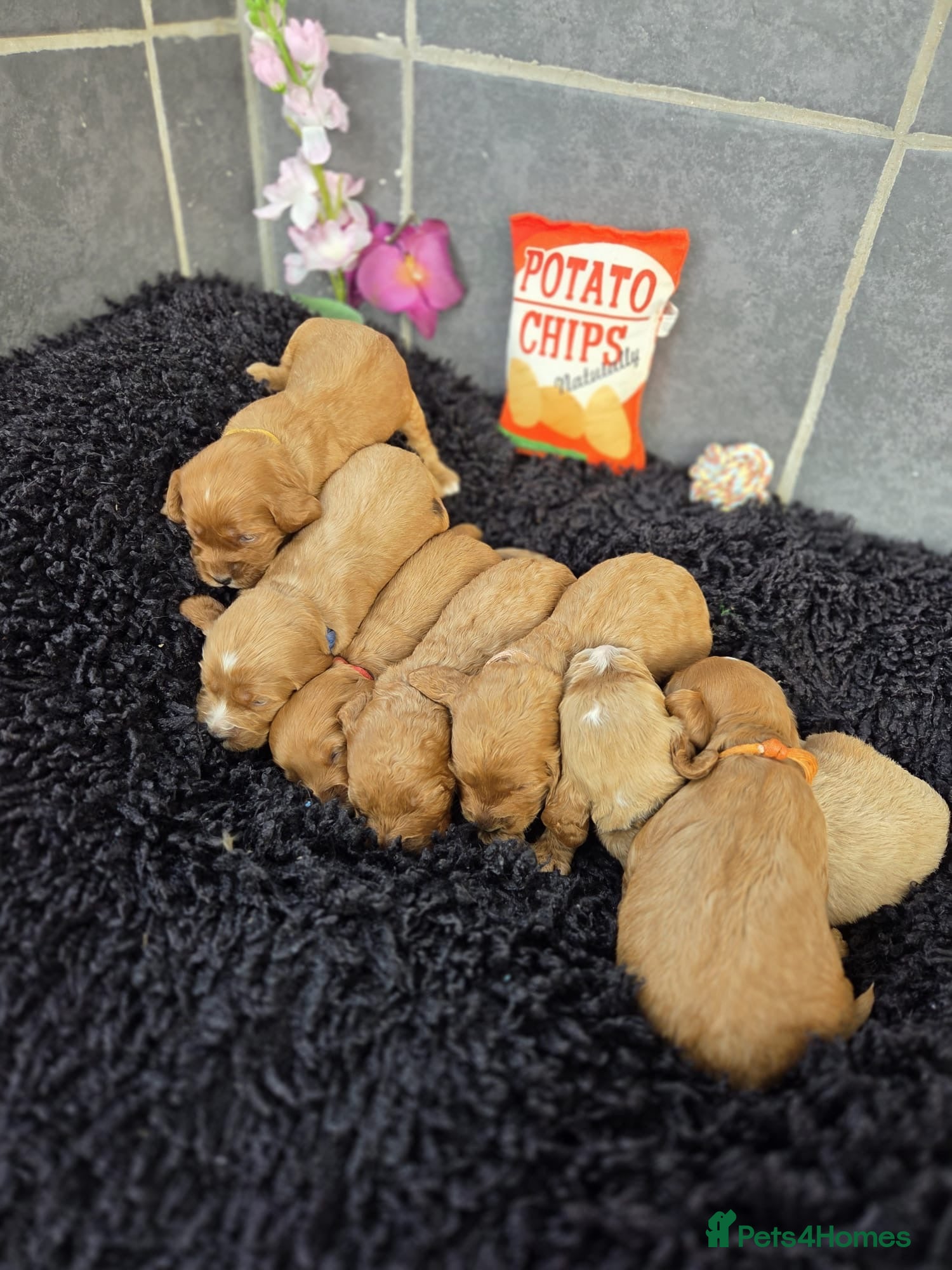 Cockapoo dogs Gorgeous cockapoo pups - Advert 6