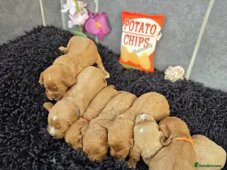 Cockapoo dogs Gorgeous cockapoo pups - Advert 6