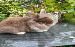 Lionhead rabbits for sale: Adorable lion head x mini lop - Image 2