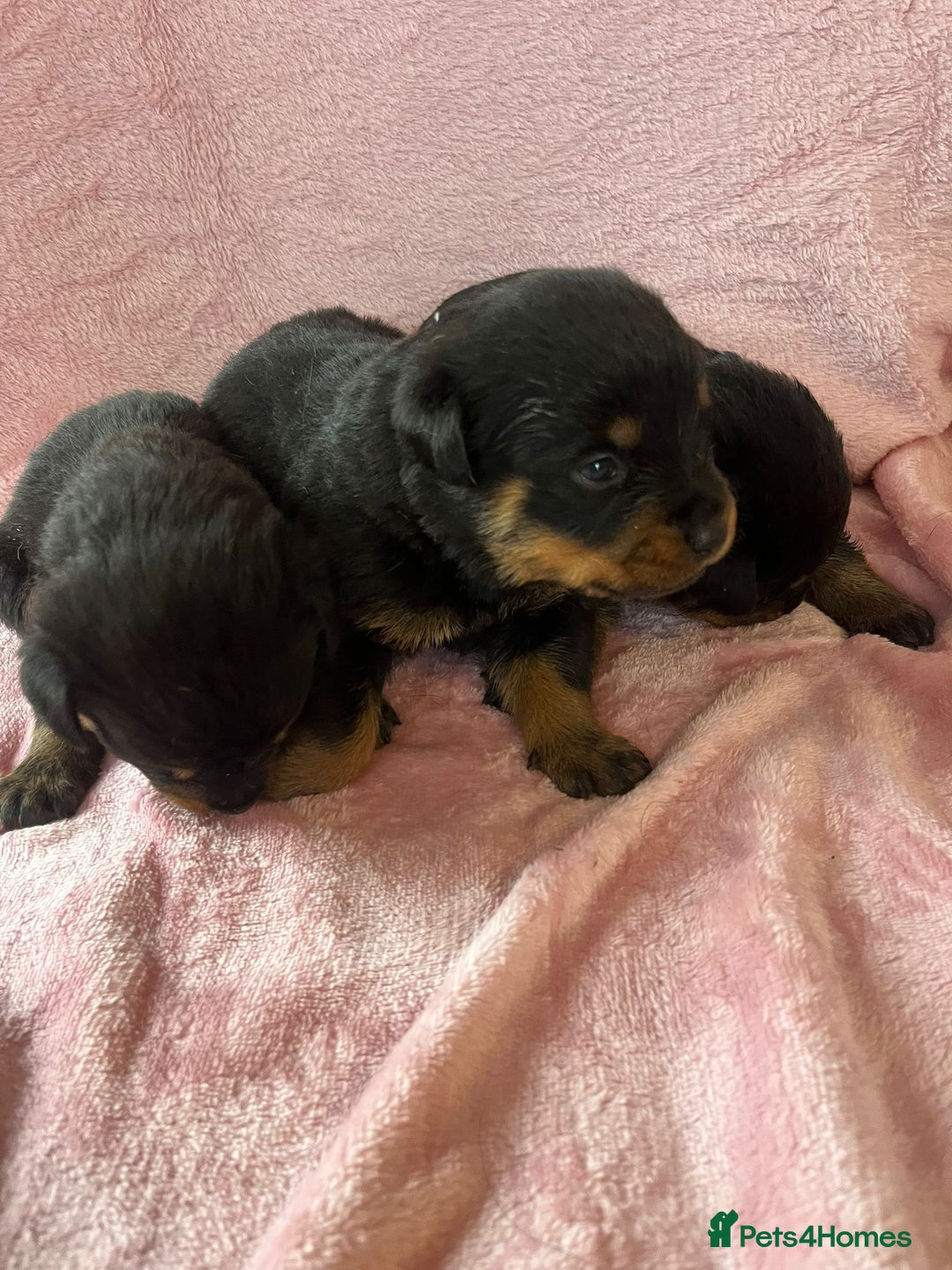 Rottweiler dogs for sale: 🤎🖤🦍 KC REGISTERED 5 ⭐️ BREEDER - Advert 11