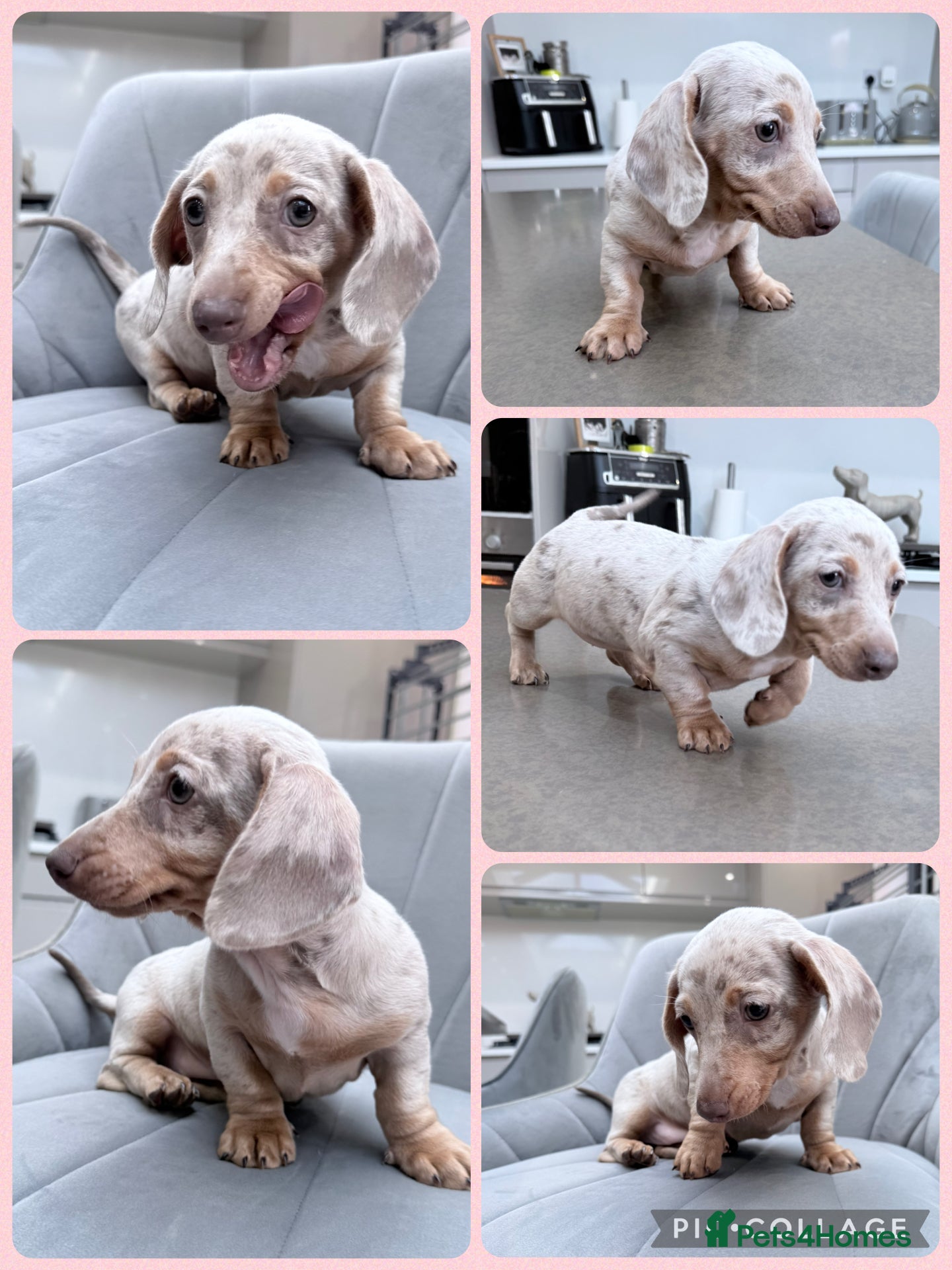 Miniature Dachshund dogs Miniature Dachshund Puppy - Isabella & Tan Dapple - Advert 6