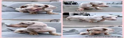 Miniature Dachshund dogs for sale: Miniature Dachshund Puppy - Isabella & Tan Dapple - Advert 1