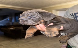 English Bulldog dogs for sale: Bettie & 007 babies short compact   - Image 28