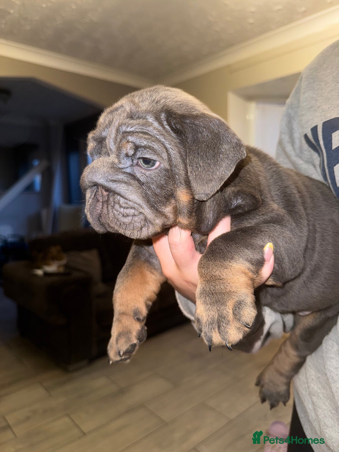 English Bulldog dogs for sale: Bettie & 007 babies short compact   - Image 28