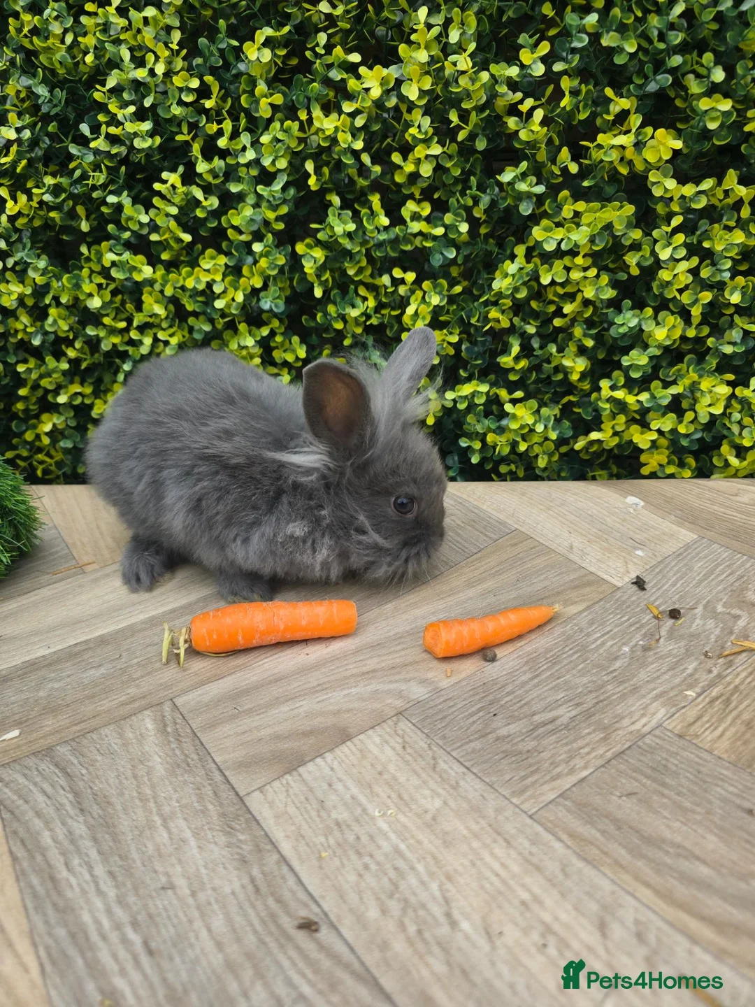 Lionhead rabbits for sale: Gorgoeus lion head babies ☁️🤍 - Advert 2