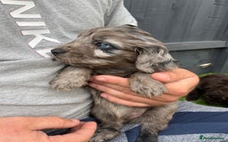 Cockapoo dogs for sale: ⭐️ 7 beautiful cockapoo puppies ⭐️  - Image 3