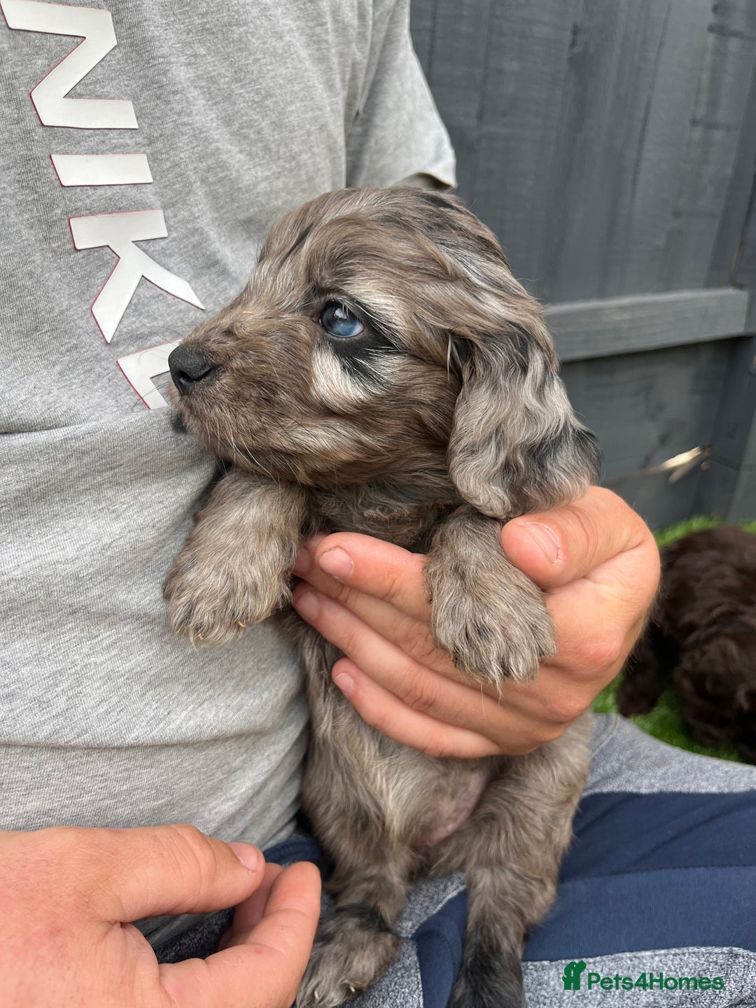Cockapoo dogs for sale: ⭐️ 7 beautiful cockapoo puppies ⭐️  - Image 3