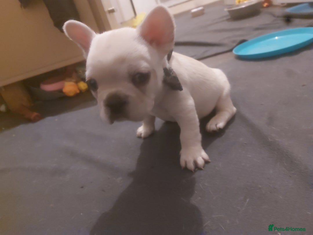 French Bulldog dogs for sale: 4 fluffy French bull dogs pups males 1 female  - Image 9