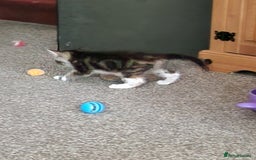 Mixed Breed cats for sale: Gorgeous Bundle Of Fluffy Kittens - Image 5