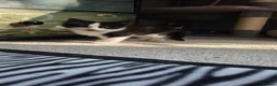 Mixed Breed cats for sale: 3 gorgeous kittens ready to be reserved - Advert 7