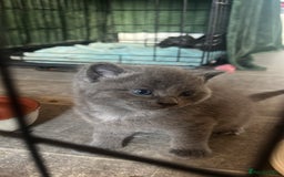 Persian cats for sale: Beautiful Kittens - Advert 5
