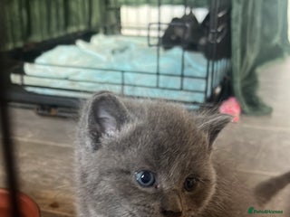 Persian cats - Advert 1