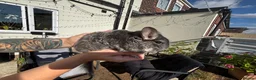 Chinchilla rodents for sale: Female chinchilla in Hull - Advert 3