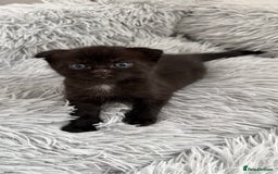 Mixed Breed cats for sale: Lovely kittens looking for they new forever home - Image 4