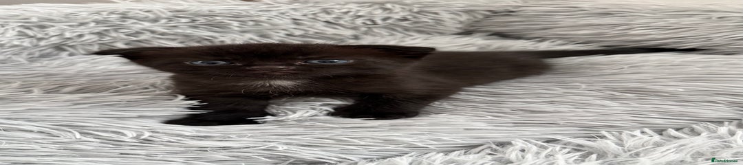 Mixed Breed Kitten 2