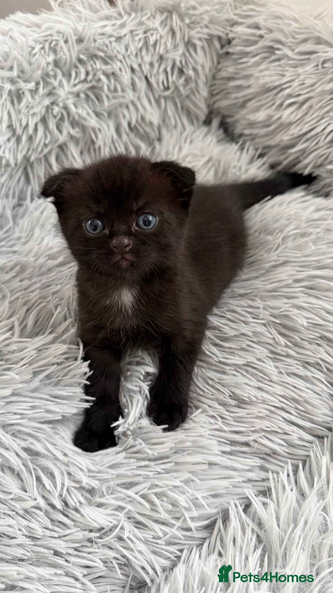 Mixed Breed cats for sale: Lovely kittens looking for they new forever home - Image 4