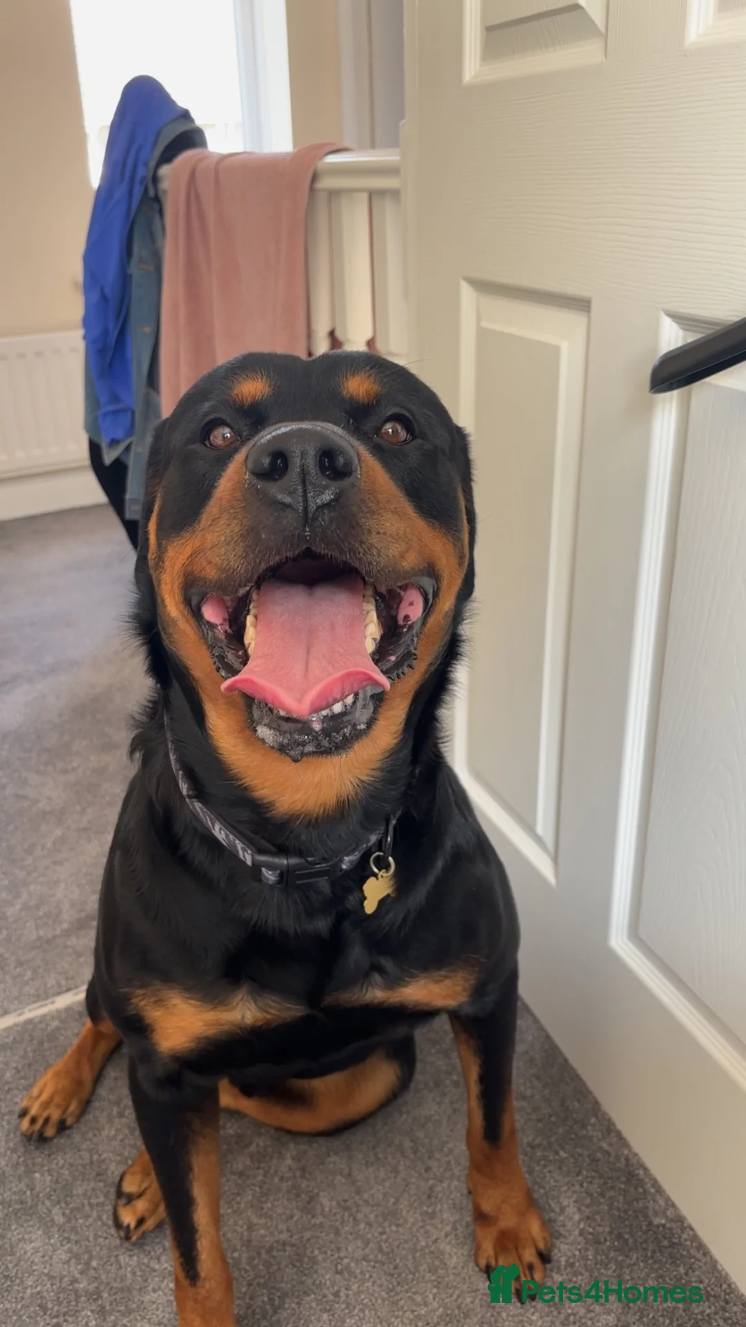 Rottweiler dogs for sale: Loving Rottweiler  - Advert 2