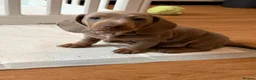 Miniature Dachshund dogs for sale: Kc miniature dachshunds  - Advert 7
