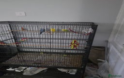 Budgerigars birds for sale: 3 male budgerigars.  - Advert 2